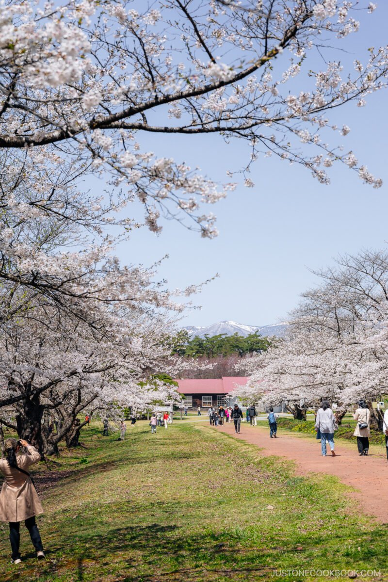 🏛️ 이와테대학 농학부 농업교육 자료관 (구 모리오카 고등농림학교 본관) 이미지 8